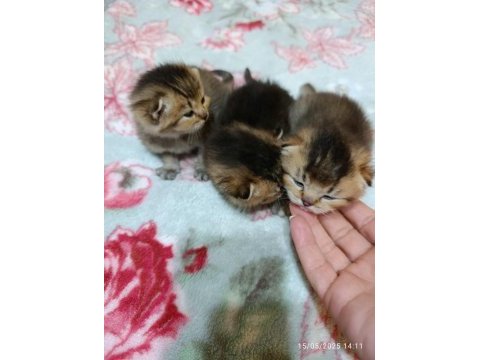Safkan evde bakılan scottish fold yavrular