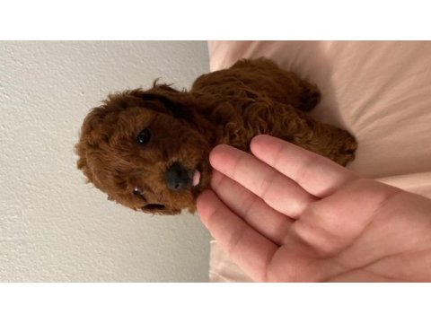 Red brown toy poodle dişi