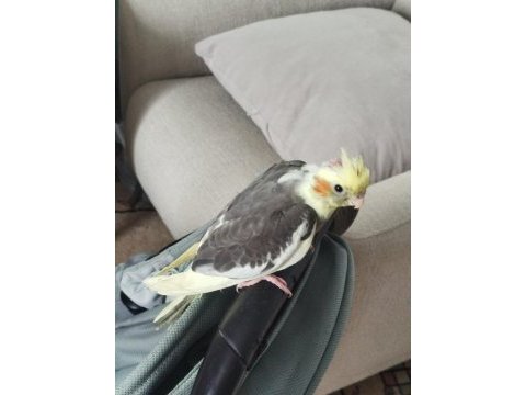 2 aylık sultan papağanı