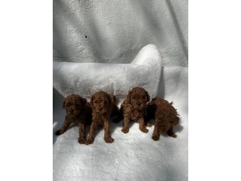 Ruhsatlı poodle evinden erkek dişi yavrularımız 