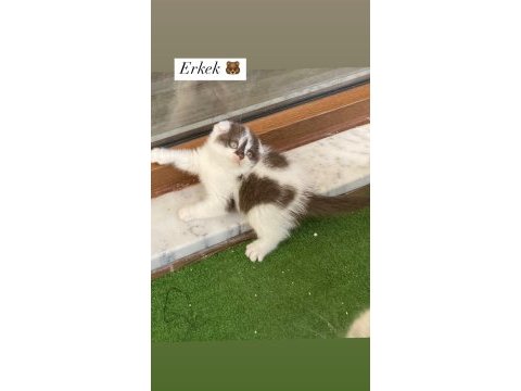 Cinnamon ve bicolor show scottish fold bebekler