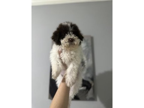 Normaline göre daha minik boy lagotto bebekler