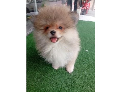 Dişi erkek tuvalet eğitimli pomeranian boo yavrular