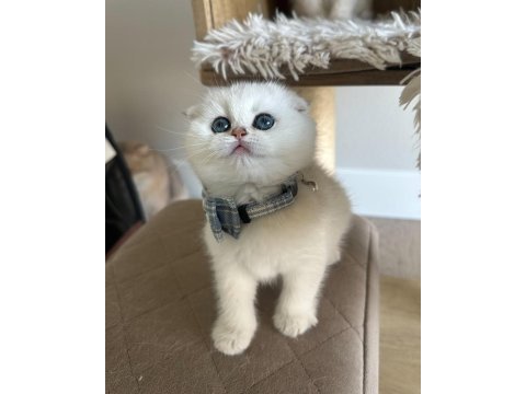 Bebek surat silver scottish fold