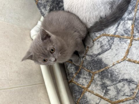British shorthair yavru 2 mart doğumlu