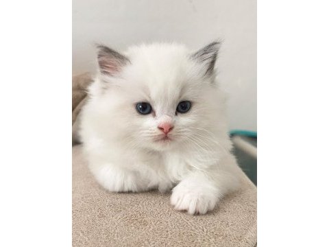 Bicolor ragdoll bebekler