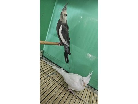 Açıklamayı okuyun damızlık takım kuşlar