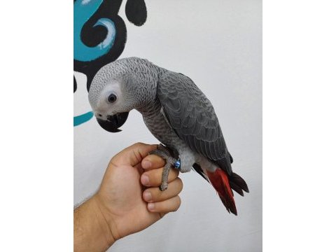 3 adet uysal jako papağanı bebekler