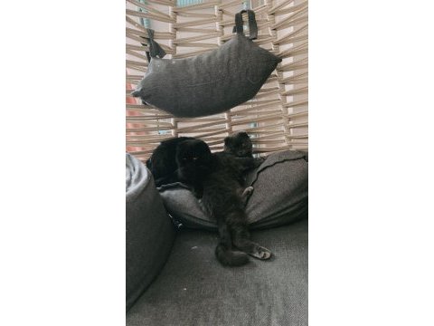 1 yaşında aşıları cipi tam hamile scottish fold dişi