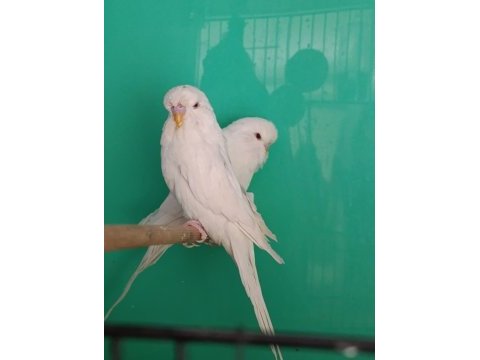 Jumbo albino muhabbet kuşu