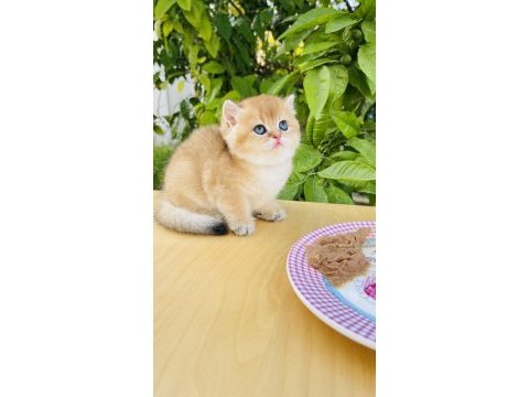Tip kürk şahane british shorthair prenses