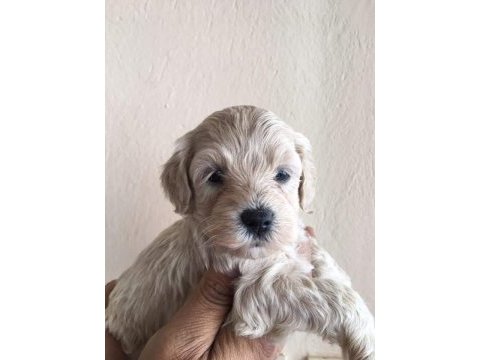 Maltipoo yavrular