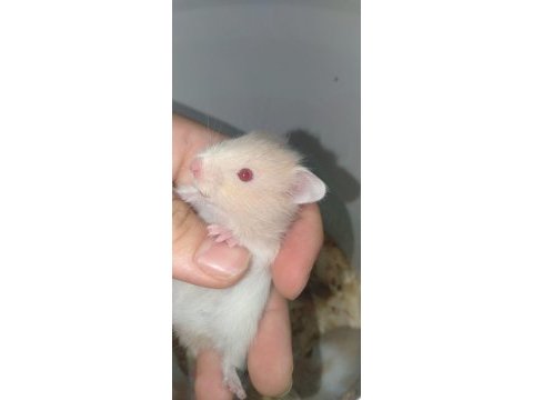 Hamster teddy bear