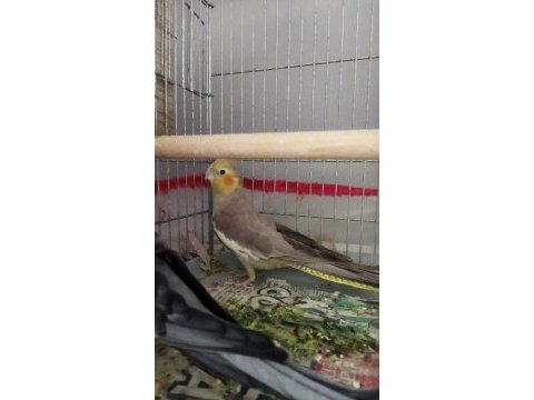 Evcil sultan papağanı