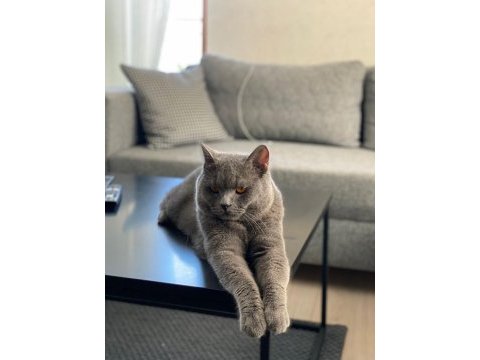 British shorthair oğlum kızgınlıkta