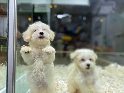Bembeyaz gerçek ırk garantili kore maltese terrier
