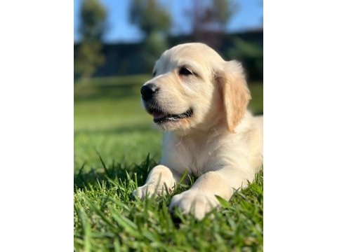 Baby face golden yavruları 