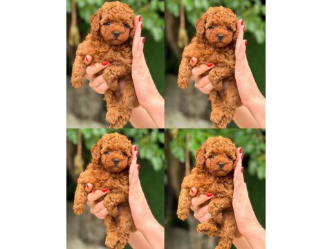 Teacup poodle yavruları