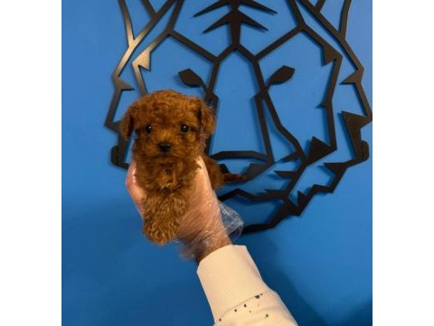 Irk garantili red toy poodle yavrularımız
