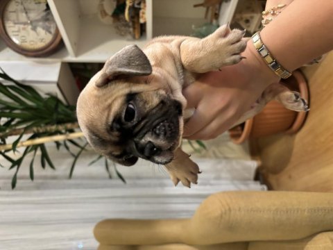 Sağlık garantili french bulldog yavrular