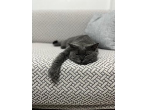 British shorthair kedisi