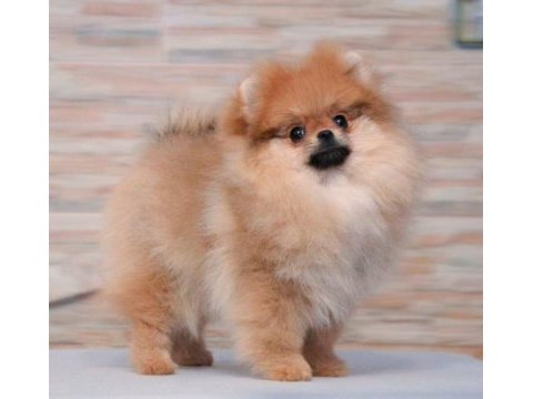 Show kalite pomeranian yavrular ziyarete açık
