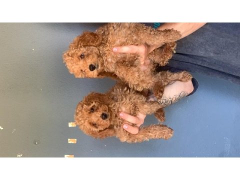 Burkem çiftliğimizden safkan toy poodle