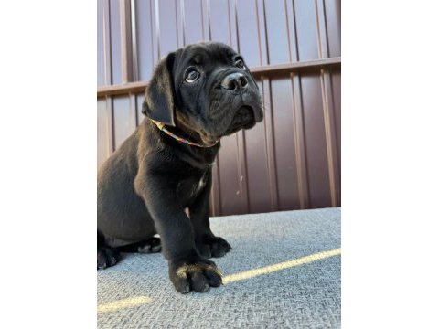 Irk ve sağlık garantili cane corso yavrularım