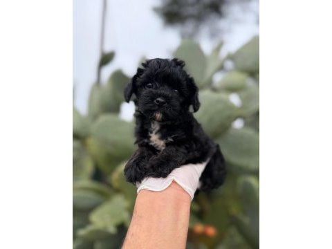 Sevgililer gününe özel maltipoo
