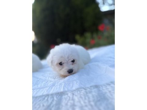 Kar beyaz maltese yavrular