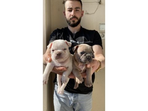 A kalite french bulldog yavruları