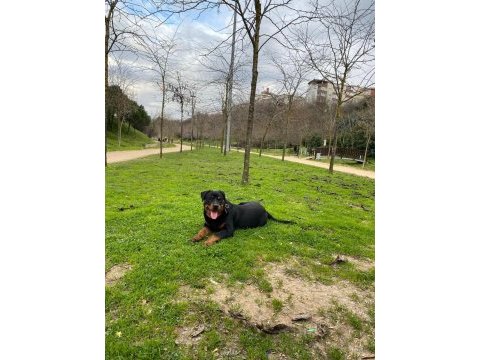 1 yaşında rottweiler nacar arex