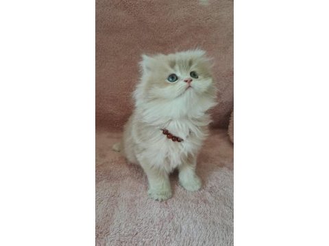British longhair golden cy12 erkek