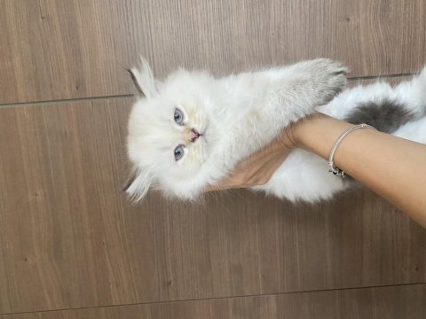 Safkan british longhair bluepoint dişi yavrular