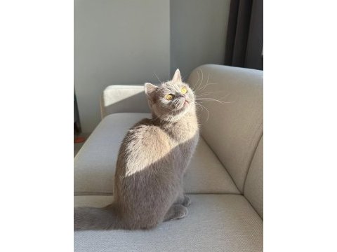 Lilac british shorthair kedimize aile arıyoruz