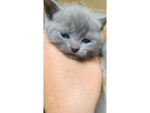 Uyguna verilecek british shorthair kediler