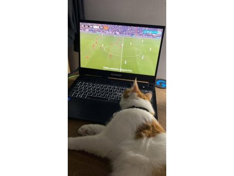 Oyuncu tekire acil yuva aranıyor aşıları tam