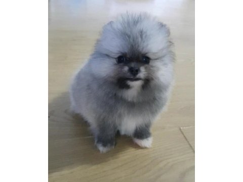 Şecereli teacup teddy face pomeranian yavrularımız