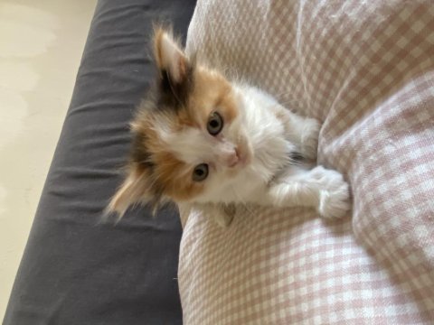 Yavru british longhair