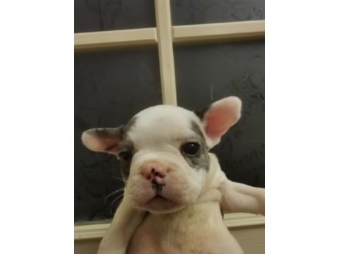 1 dişi ve 1 erkek french bulldog yavru