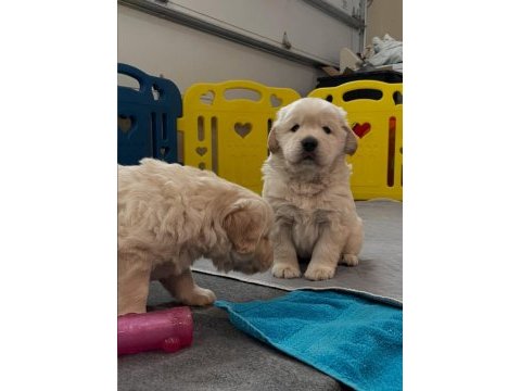 Evinizin neşesi golden bebişler her yere kapıda öde