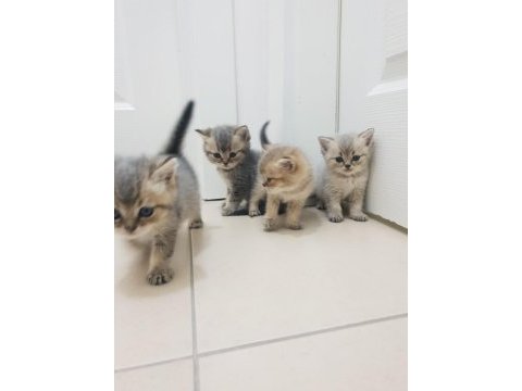 Golden british shorthair yavrular yuva arıyor