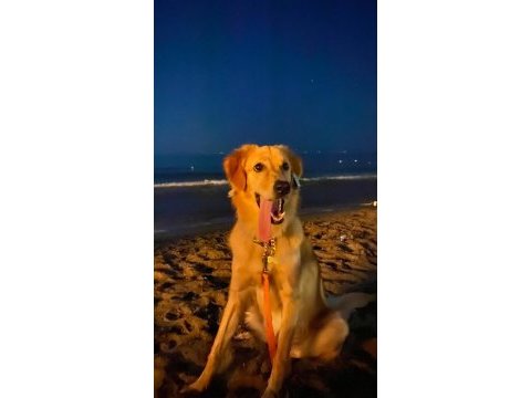 Golden retriever bebek