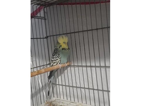 Dişi erkek show jumbo genç muhabbet kuşlar