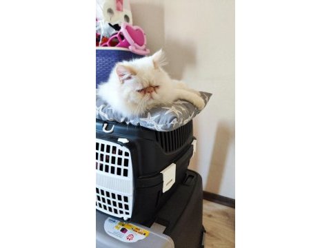 Exotic shorthair kedimi sahiplendirmek istiyorum