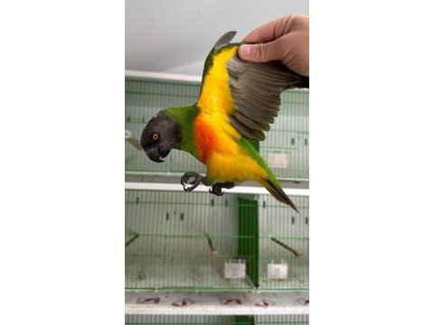 Senegal papağanı çiftim alana hayırlı olsun