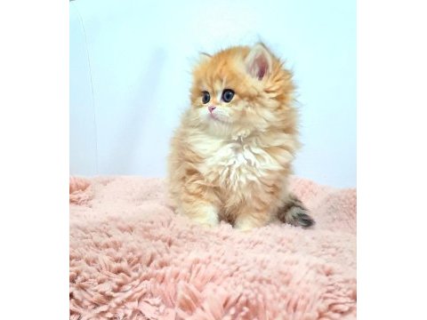 Nadir tür british longhair golden dişi yavrularım