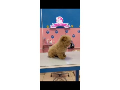 Maltipoo yavrular