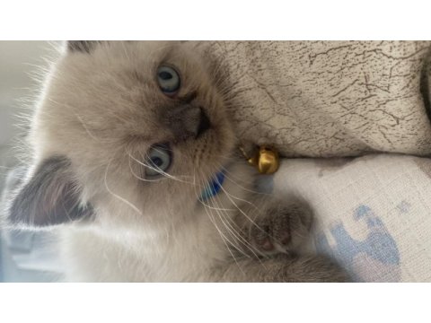 Safkan british shorthair paşa