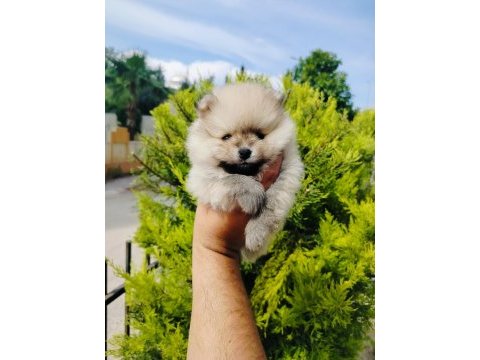 Pomeranian yavruları